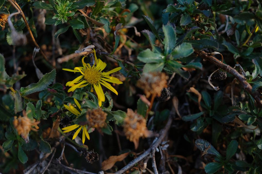 Yellow flowers