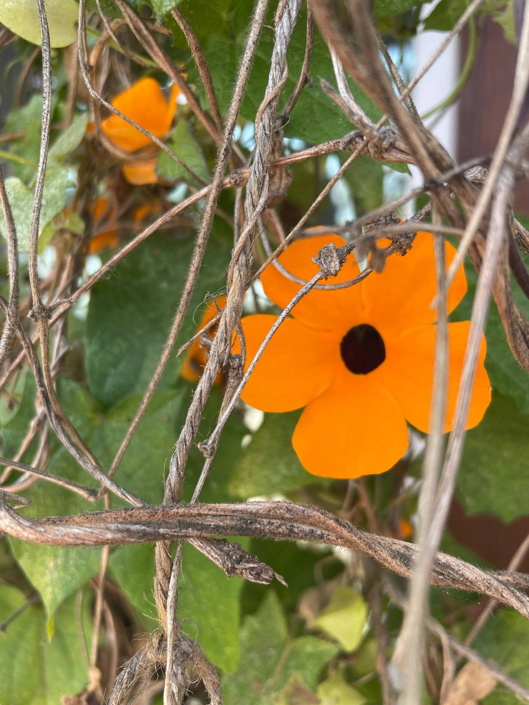 Orange flower surrounded by vines
