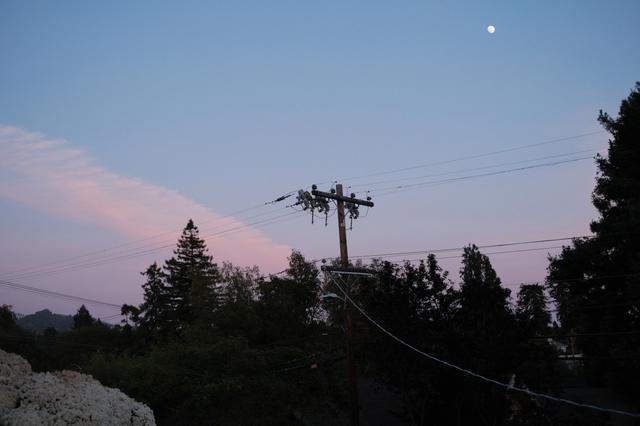 View of trees and telephone pole at dusk